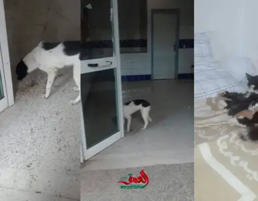 كلاب ضالة “تحتل” مستشفى “لالة خديجة” بتملالت