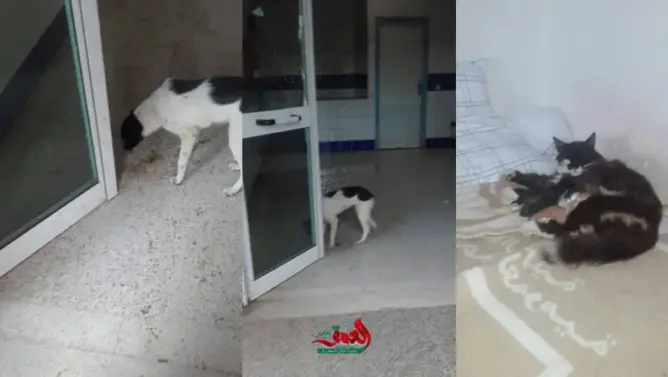 كلاب ضالة “تحتل” مستشفى “لالة خديجة” بتملالت