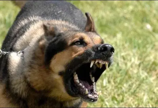 20 مغربيا يموتون سنويا بسبب “سعار الكلاب”