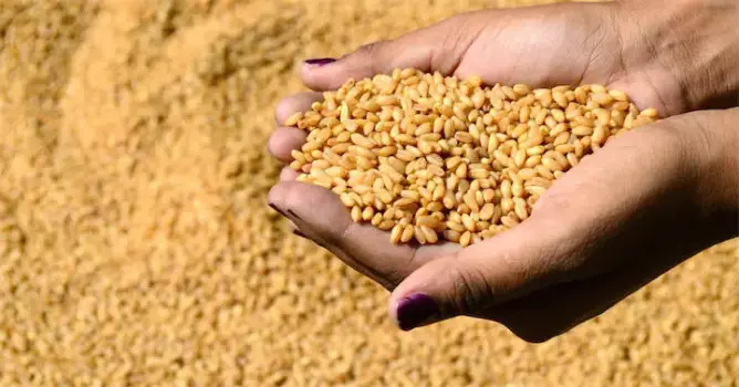 مكتب الحبوب: المغرب اشترى 235 ألف طن من القمح الأمريكي اللين