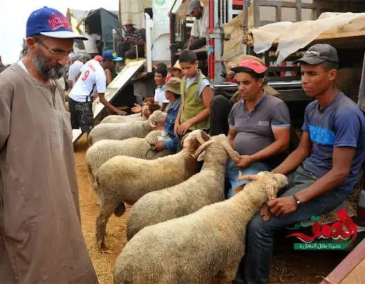 الصحف: أمصال إسرائيلية تهدد مواشي المغرب