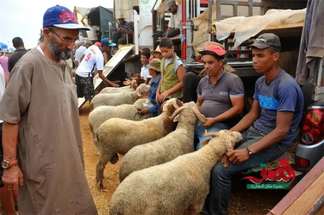 الصحف: أمصال إسرائيلية تهدد مواشي المغرب