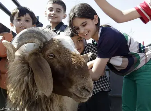 العون والإغاثة: منع توزيع الأضاحي يضر بالأيتام ولا يصب في مصلحة الوطن