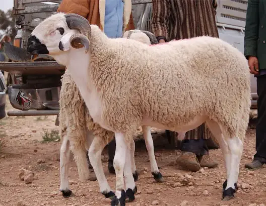 بالصور.. هذه أبرز سلالات الأغنام في المغرب