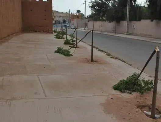 مجهولون يُتلفون أشجارا للزينة بتيزنيت (صور)