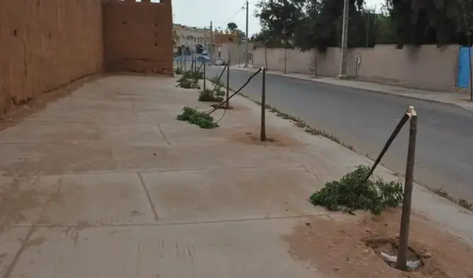 مجهولون يُتلفون أشجارا للزينة بتيزنيت (صور)