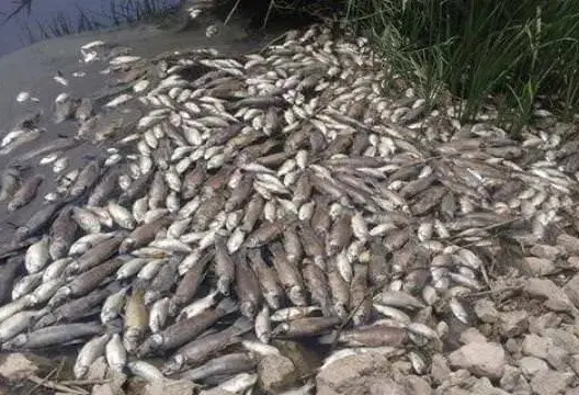 نفوق أسماك ببحيرة بإفران بسبب ارتفاع درجة الحرارة