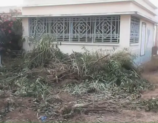 مطالبٌ بالتحقيق في “مجزرة بيئية” بمدرسة عمومية في الناظور