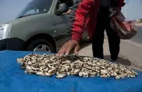 منع جمع وتسويق الصدفيات بمنطقتي آسفي والجديدة