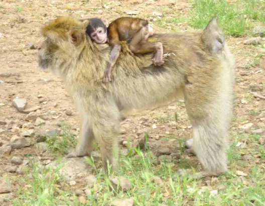 22 % من التنوع البيولوجي المغربي مهدد