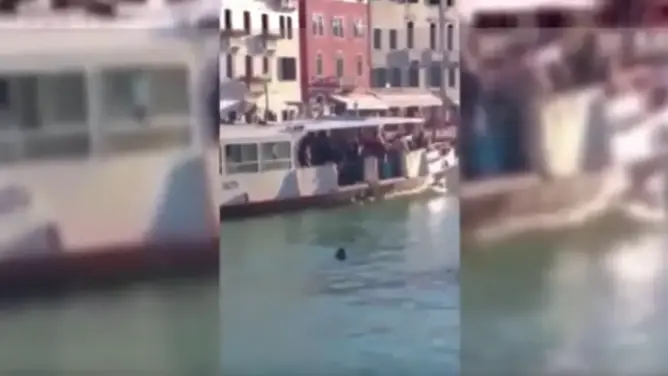 صادم.. لاجئ يغرق في البندقية والمارة يضحكون