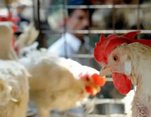 صحف: منظمة الصحة العالمية تحذر المغرب من إنفلونزا الطيور