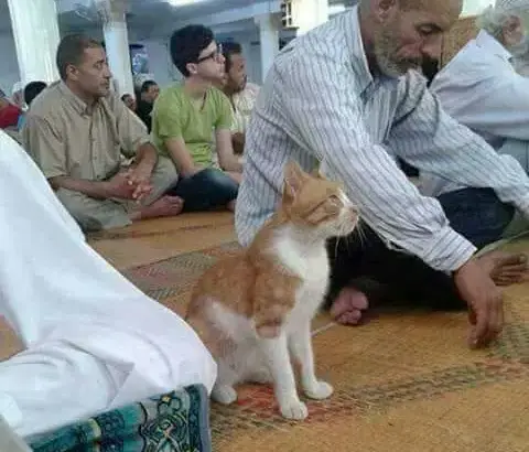 قط يداوم على صلاة الفجر في مسجد
