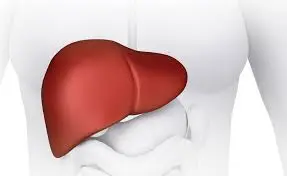 مشروبات طبيعية تساعد الكبد على إزالة سموم الجسم