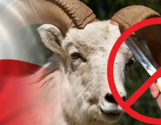 لا تتناولوا لحم الأضاحي مباشرة بعد ذبحها