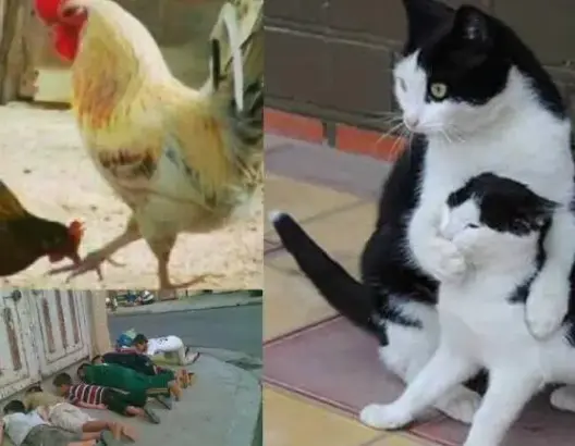 إليكَِ 17 صورة تجبرك على الابتسامة فوراً