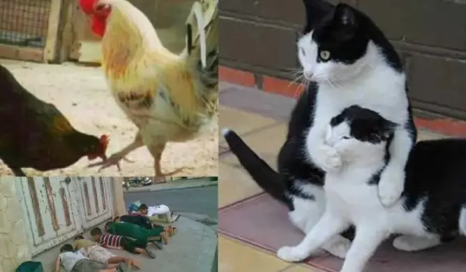 إليكَِ 17 صورة تجبرك على الابتسامة فوراً
