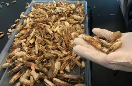 قشور الجمبري