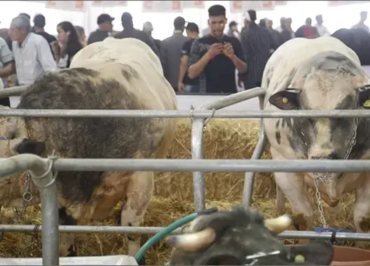 الأبقار والعجول الهجينة بالمغرب .. تعرف على قصتها وكم ثمن بيعها