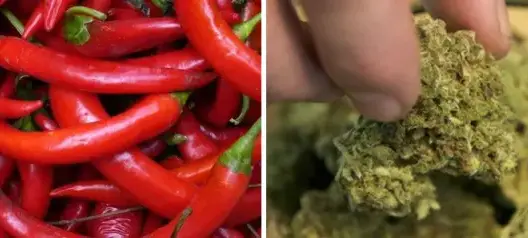 دراسة تكشف تأثير الماريغوانا والفلفل الحار على جهاز المناعة