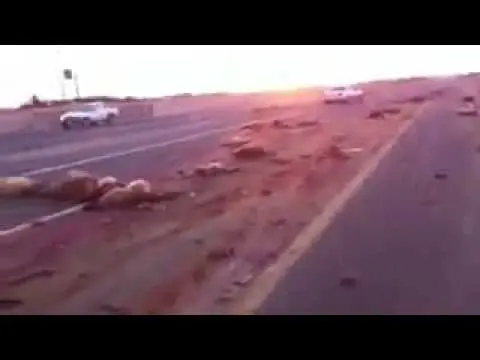 صادم.. سائق يدهس قطيع أغنام بسبب الإفراط في السرعة (فيديو)