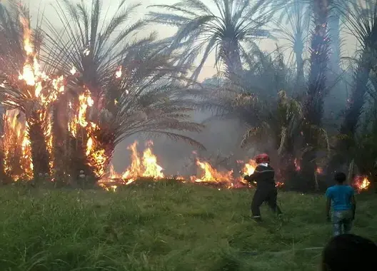 حريق مهول يقضي على ألاف أشجار النخيل ضواحي الرشيدية (صور وفيديو)