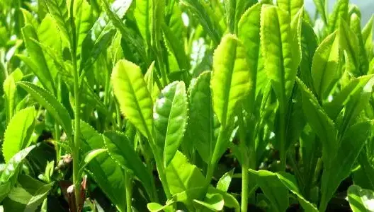 بسبب التغيرات المناخية .. حجم التهام الحشرات للنباتات زاد بشكل مقلق عبر العالم