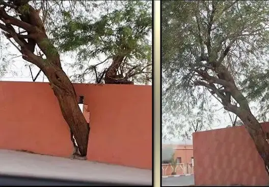 إدارة عمومية بزاكورة تتجنب قطع شجرة أثناء بناء سور (صور)