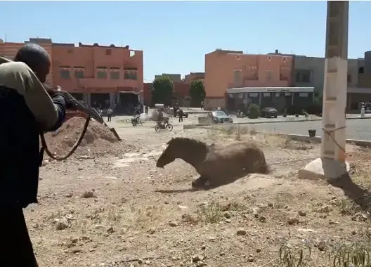 إعدام حصان مسعور رميا بالرصاص يثير غضب حقوقيين بالفقيه بنصالح