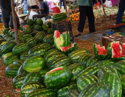 بسبب أزمة العطش.. جمعية تطالب أخنوش بوقف زراعة “الدلاح” بزاكورة