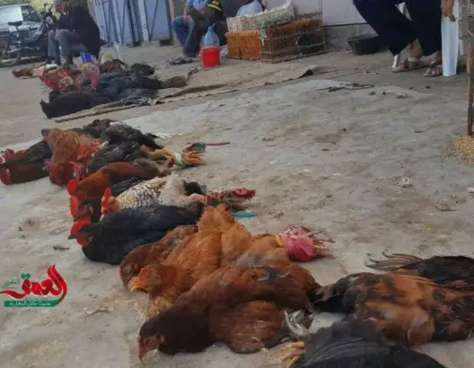روبورتاج “العمق”.. حين يلجأ مغاربة إلى “طيور الظلام” لحل مشاكلهم
