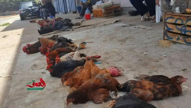 روبورتاج “العمق”.. حين يلجأ مغاربة إلى “طيور الظلام” لحل مشاكلهم