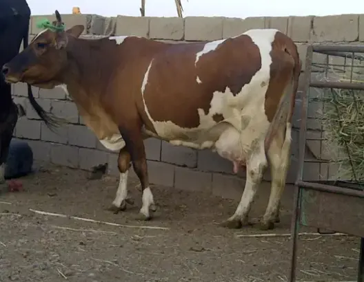 فريق يتوج بـ”بقرة” في دوري لكرة القدم بتارودانت (صورة)