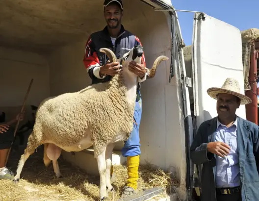 تفاديا لتعفنها مجددا .. “الأونسا” تطلق حملة تواصلية مع الكسّابة
