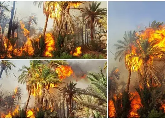 حريق مجهول بواحة آسا يخلف كارثة بيئية ومادية كبيرة