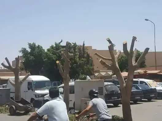 بعد إقتلاع النخيل .. تشذيب الأشجار يثير سخط سكان تارودانت (صور)