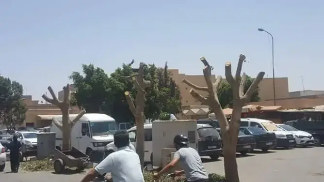 بعد إقتلاع النخيل .. تشذيب الأشجار يثير سخط سكان تارودانت (صور)