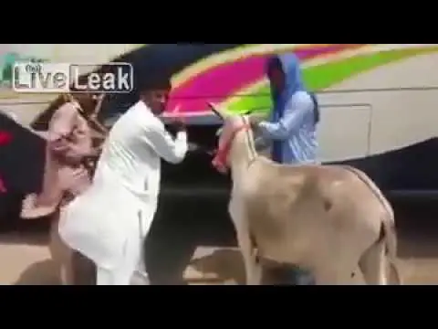 مقطع طريف لمحاولات وضع حمار بحقيبة حافلة لنقل المسافرين