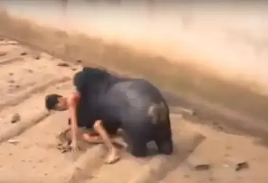 فيديو مرعب لدب “يفترس” سائحا وقع في قفصه