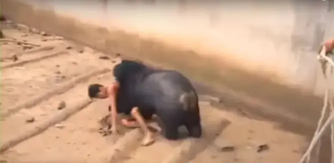 فيديو مرعب لدب “يفترس” سائحا وقع في قفصه