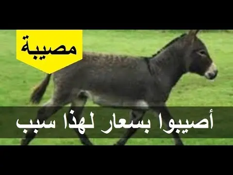 فضيحة: نقل 15 طفل إلى المستشفى لحقنهم بمضاد للسعار بعدما مارسوا الجنس على حمارة مسعورة