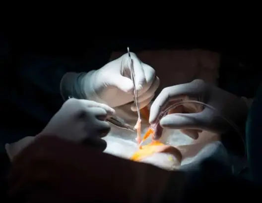 أعضاء خنازير آمنة للأجساد البشرية