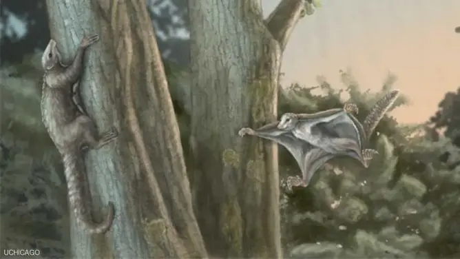اكتشاف “ثدييات طائرة” حلقت فوق الديناصورات