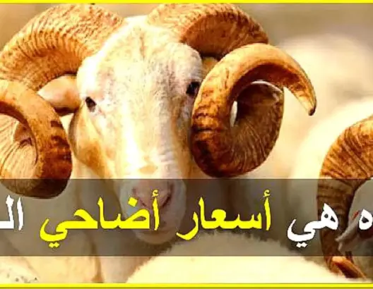 عاجل و هام للمغاربة..قبل أيام من عيد الأضحى: هذه هي أسعار أضاحي العيد!!