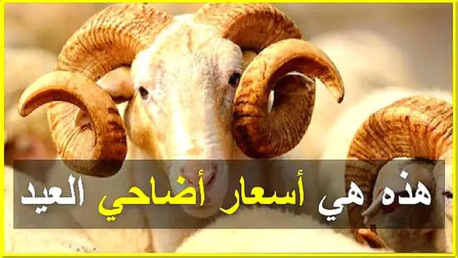 عاجل و هام للمغاربة..قبل أيام من عيد الأضحى: هذه هي أسعار أضاحي العيد!!