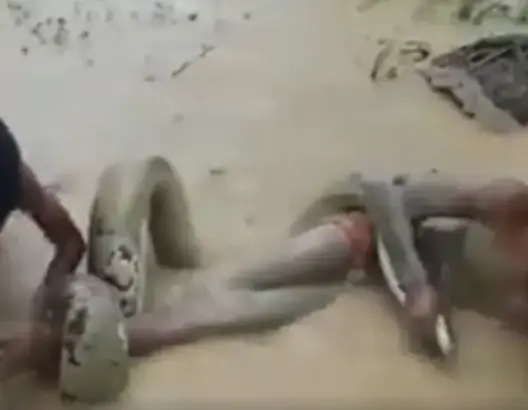 شاهد اصطياد طفلين لأفعى.. غير مسموح لأصحاب القلوب الضعيفة