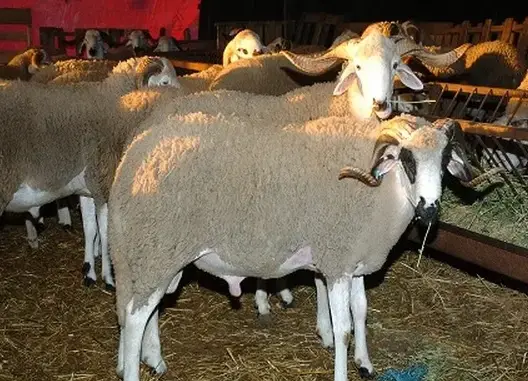 مربو الأغنام: هذه أثمنة الأضاحي والعرض سيفوق الطلب