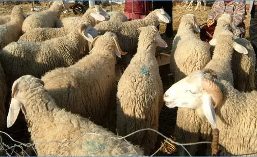 جدل إلغاء الأضحى.. التقاليد تُقيد استغناء المعسرين عن شراء أضحية العيد