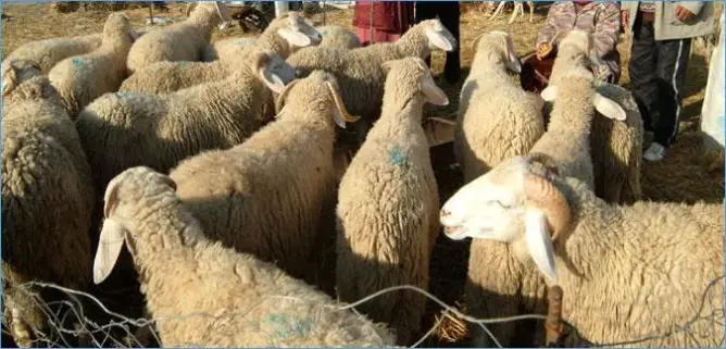 جدل إلغاء الأضحى.. التقاليد تُقيد استغناء المعسرين عن شراء أضحية العيد