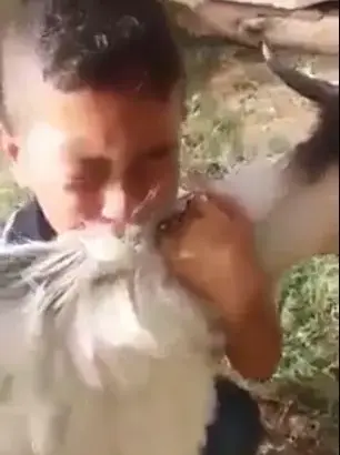 من فعل هذا حين كان صغيرا.. شاهد براءة الأطفال مع الخروف